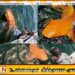 உலகின் முதல் ஆரஞ்சு நிற சுறா கோஸ்டாரிகாவில் கண்டுபிடிப்பு