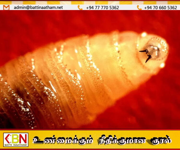 மனித உடல் சதை உண்ணும் ஒட்டுண்ணி; அமெரிக்காவில் ஒருவருக்கு தொற்று உறுதி