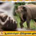 குருணாகலில் தாயும் மகளும் யானை தாக்குதலில் பலி