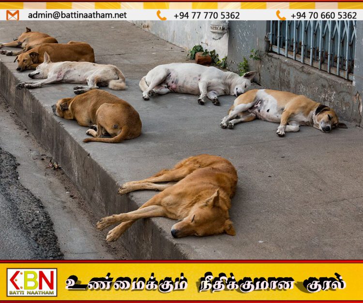 குருநாகலில் 8 நாய்களுக்கு விஷம் கொடுத்து கொலை செய்தவர்கள் கைது