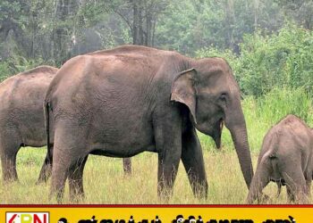 யானை இறப்பு விகிதத்தில் இலங்கை உலகளவில் முதலிடம்
