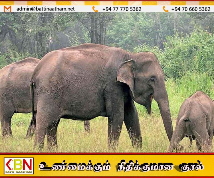 யானை இறப்பு விகிதத்தில் இலங்கை உலகளவில் முதலிடம்