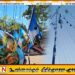 மட்டக்களப்பில் ஆயித்தியமலை சதாசகாய அன்னை ஆலய வருடாந்த திருவிழா கொடியேற்றம்