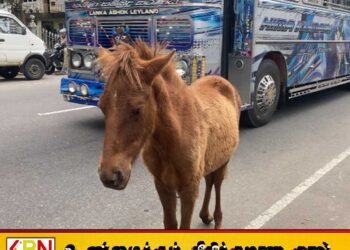 நுவரெலியா வீதிகளில் திரியும் மட்டக்குதிரைகளை பிடித்து அபராதம் விதிக்க மாநகசபை முடிவு