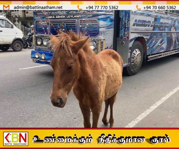 நுவரெலியா வீதிகளில் திரியும் மட்டக்குதிரைகளை பிடித்து அபராதம் விதிக்க மாநகசபை முடிவு