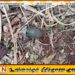 சுன்னாகம் பொலிஸ் பிரிவில் உள்ள தனியார் காணியில் கைக்குண்டு