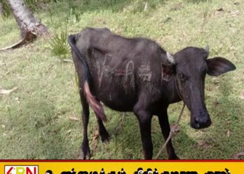திருகோணமலையில் திருடப்பட்ட 7 மாடுகள் மீட்பு