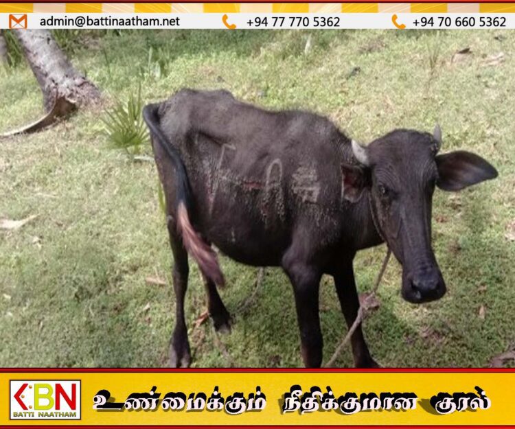 திருகோணமலையில் திருடப்பட்ட 7 மாடுகள் மீட்பு