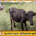 திருகோணமலையில் திருடப்பட்ட 7 மாடுகள் மீட்பு