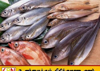 கிண்ணியாவில்பாவனைக்கு உதவாத மீன்கள் கைப்பற்றப்பட்டு அழிப்பு