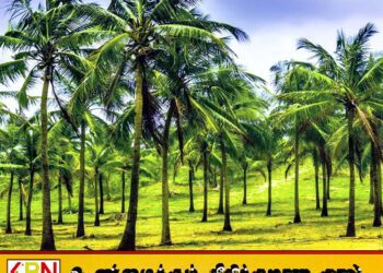 வடக்கில் 16,000 ஏக்கர் நிலத்தில் தென்னை பயிரிட நடவடிக்கை