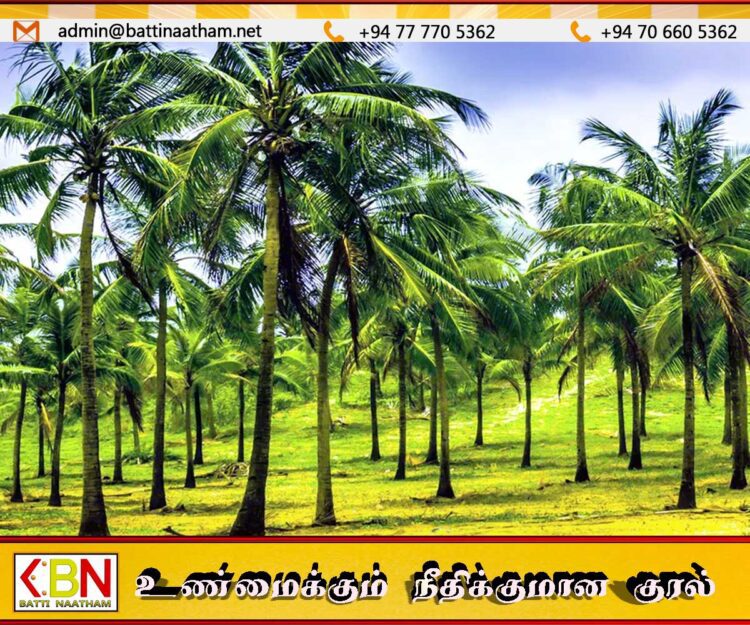 வடக்கில் 16,000 ஏக்கர் நிலத்தில் தென்னை பயிரிட நடவடிக்கை