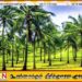 வடக்கில் 16,000 ஏக்கர் நிலத்தில் தென்னை பயிரிட நடவடிக்கை