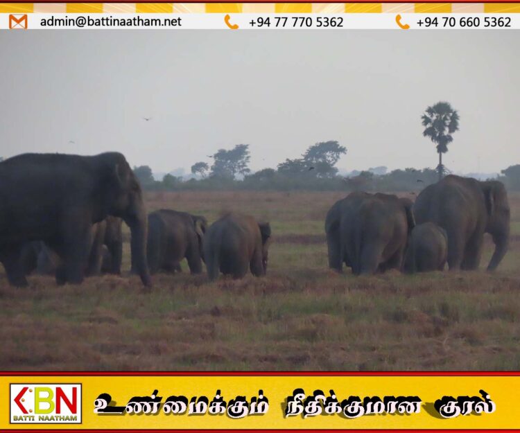 அம்பாறை மாவட்டத்தில் காட்டு யானைகள் அட்டகாசம்; மக்களுக்கு அச்சுறுத்தல்