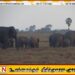 அம்பாறை மாவட்டத்தில் காட்டு யானைகள் அட்டகாசம்; மக்களுக்கு அச்சுறுத்தல்