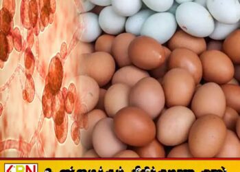 முட்டைகளைக் கழுவிய பின் சேமித்து வைத்தால் கிருமி உள்ளே செல்லும் அபாயம்
