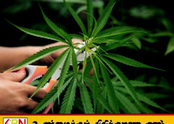 இலங்கையில் கஞ்சா பயிரிட ஏழு வெளிநாட்டு முதலீட்டாளர்களுக்கு அரசாங்கம் அனுமதி