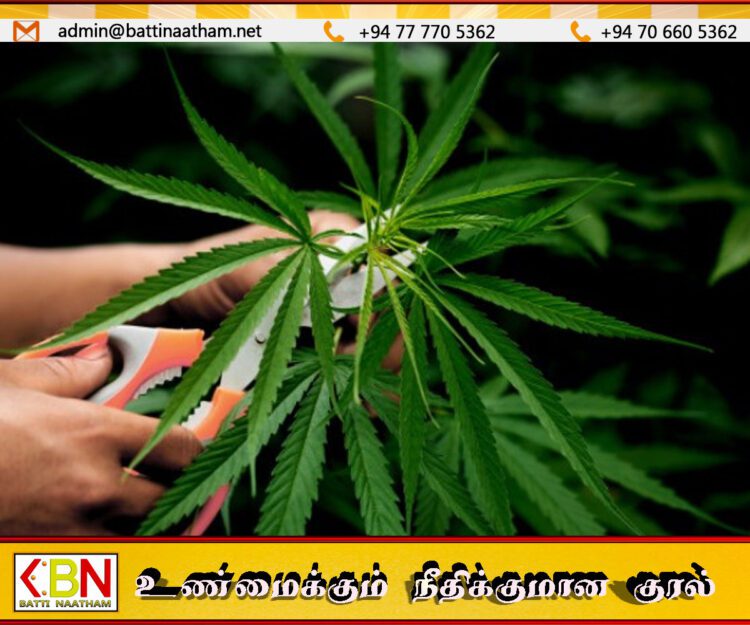 இலங்கையில் கஞ்சா பயிரிட ஏழு வெளிநாட்டு முதலீட்டாளர்களுக்கு அரசாங்கம் அனுமதி