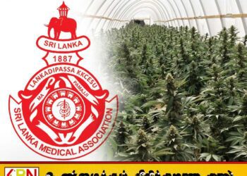 கஞ்சா பயிரிட அரசு வழங்கிய அனுமதிக்கு இலங்கை மருத்துவ சங்கம் எச்சரிக்கை