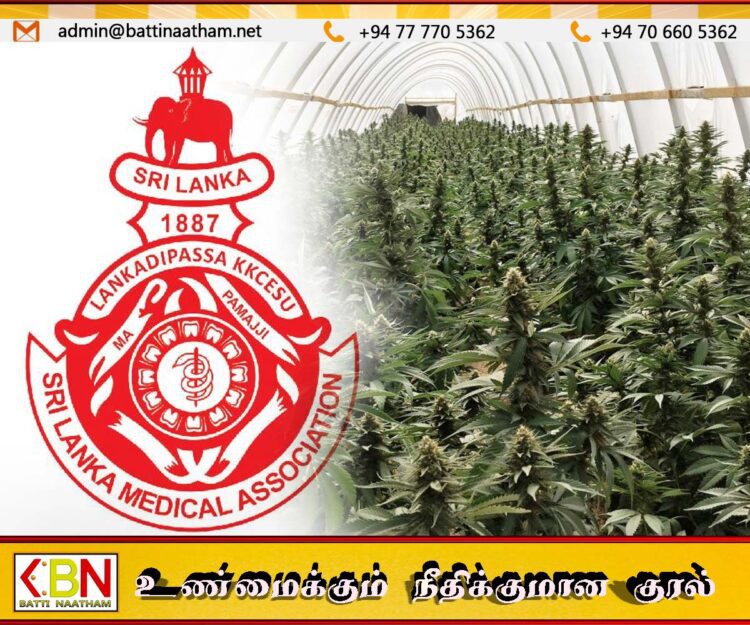 கஞ்சா பயிரிட அரசு வழங்கிய அனுமதிக்கு இலங்கை மருத்துவ சங்கம் எச்சரிக்கை