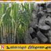 கரும்புக்குள் கருங்கல்; அரசாங்கம் மீது குற்றச்சாட்டு