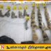 வீதியில் மீட்கப்பட்டது போலித் துப்பாக்கிகள்; நவகமுவ பொலிஸார்