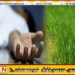 பதுளையில் உள்ள வயல் ஒன்றில் நிர்வாண நிலையில் சடலம் மீட்பு