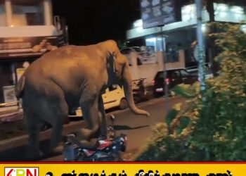 மட்டக்களப்பு புதுக்குடியிருப்பு பகுதியில் நேற்றிரவு வீதிகளில் நடமாடிய காட்டு யானைகள்