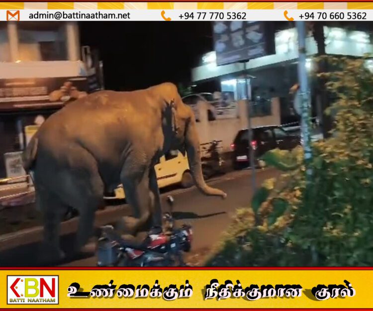 மட்டக்களப்பு புதுக்குடியிருப்பு பகுதியில் நேற்றிரவு வீதிகளில் நடமாடிய காட்டு யானைகள்
