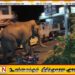 மட்டக்களப்பு புதுக்குடியிருப்பு பகுதியில் நேற்றிரவு வீதிகளில் நடமாடிய காட்டு யானைகள்