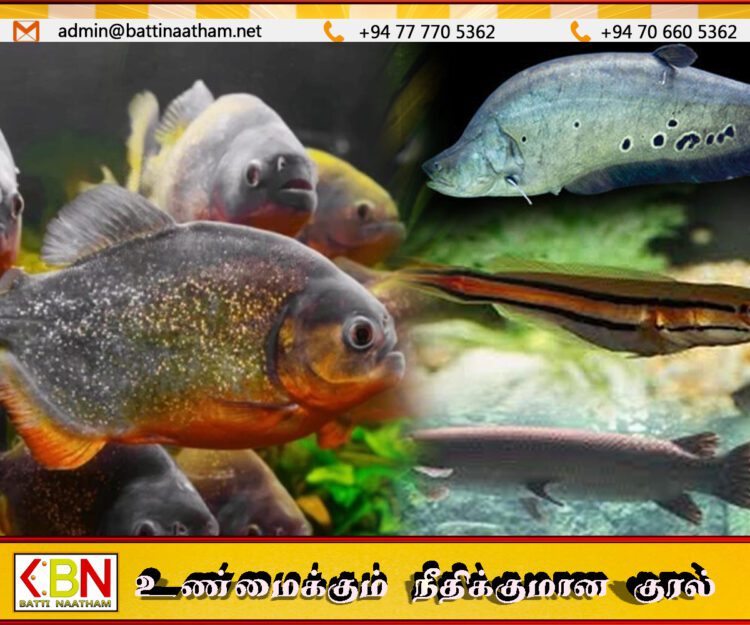 இலங்கையில் 4 ஆக்கிரமிப்பு அலங்கார மீன் இனங்களுக்கு தடை