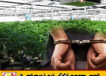 48 ஆயிரத்து 925 கஞ்சா செடிகளுடன் 29 பேர் கைது!