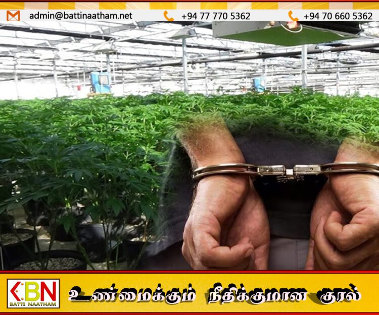 48 ஆயிரத்து 925 கஞ்சா செடிகளுடன் 29 பேர் கைது!