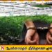 48 ஆயிரத்து 925 கஞ்சா செடிகளுடன் 29 பேர் கைது!