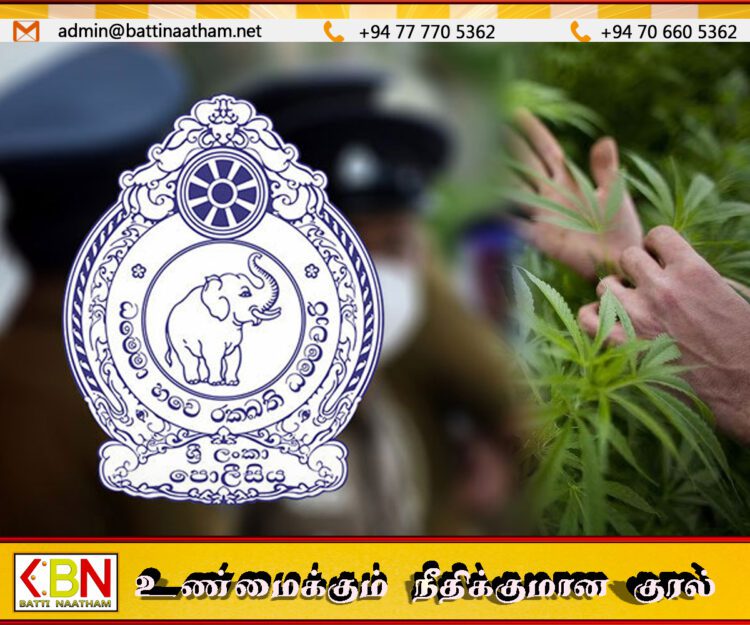உடவலவ பகுதியில் கண்டறியப்பட்ட கஞ்சா தோட்டம்