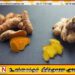 மஞ்சள் மற்றும் இஞ்சி பயிர்களுக்கு சிறப்பு காப்பீட்டுத் திட்டம்