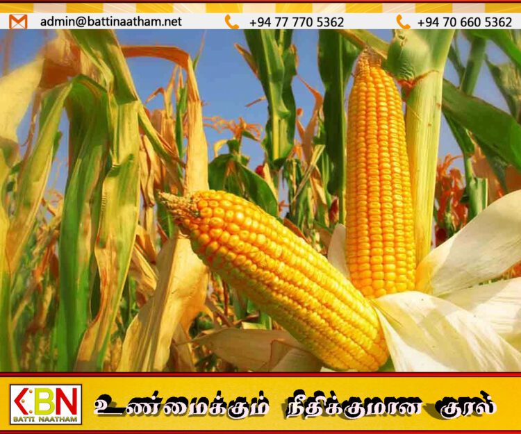 சோளம் பயிரிடும் விவசாயிகளின் பதிவு ஆரம்பம்