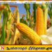 சோளம் பயிரிடும் விவசாயிகளின் பதிவு ஆரம்பம்