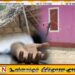 வெல்லாவெளியில் மினசாரம் தாக்கி ஒருவர் உயிரிழப்பு