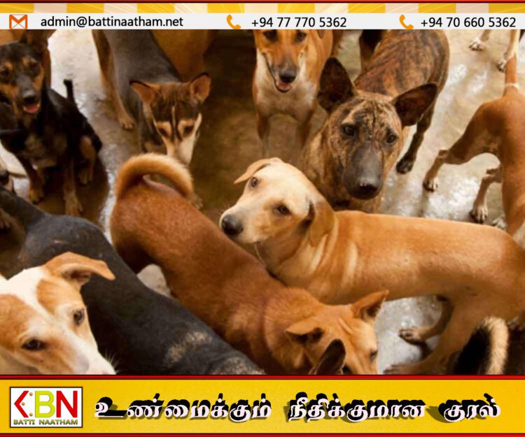 நல்லூரில் பெண் நாய்களுக்கான இலவச கருத்தடை முகாம்; ஒப்படைப்போருக்கு 600 ரூபா சன்மானம்