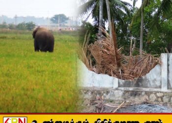 சம்மாந்துறை செந்நெல் கிராம மக்களை அச்சுறுத்தும் காட்டு யானைகள்