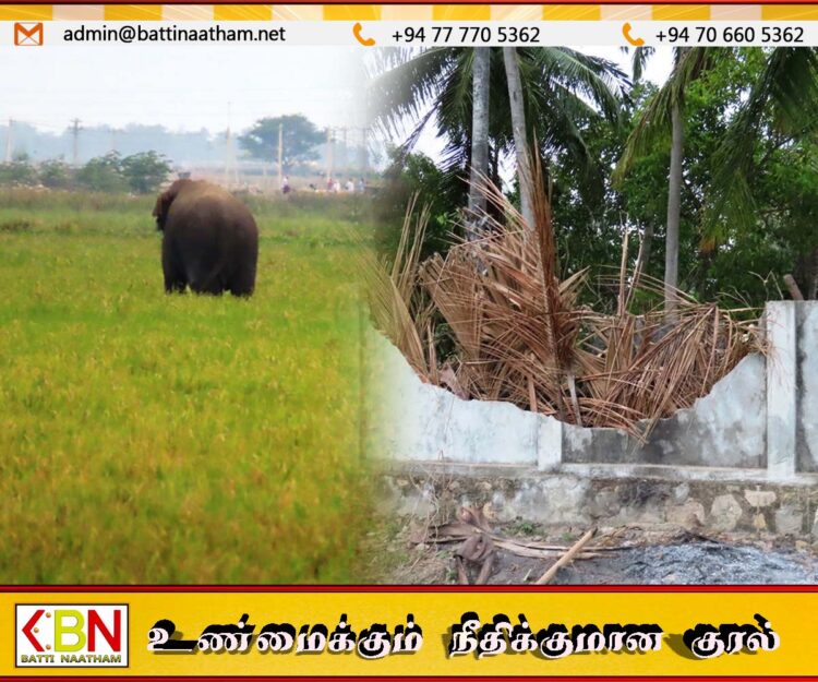 சம்மாந்துறை செந்நெல் கிராம மக்களை அச்சுறுத்தும் காட்டு யானைகள்