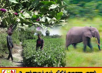 களுவாஞ்சிகுடியில் யானைகள் அட்டகாசம்; “வன ஜீவராசிகள் திணைக்களத்தினர் கடமைகளை சரியாக செய்யவில்லை”-விவசாயிகள்