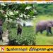 களுவாஞ்சிகுடியில் யானைகள் அட்டகாசம்; “வன ஜீவராசிகள் திணைக்களத்தினர் கடமைகளை சரியாக செய்யவில்லை”-விவசாயிகள்