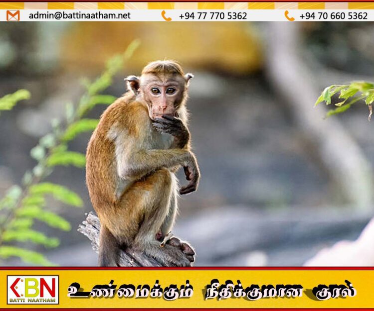 அரசாங்கம் மேற்கொண்ட விலங்குகள் கணக்கெடுப்பில் 50 வீதம் துல்லியமானவை