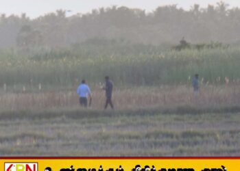 தேற்றாத்தீவு பகுதியில் யானை கூட்டங்களை விரட்டும் நடவடிக்கைகள் முன்னெடுப்பு