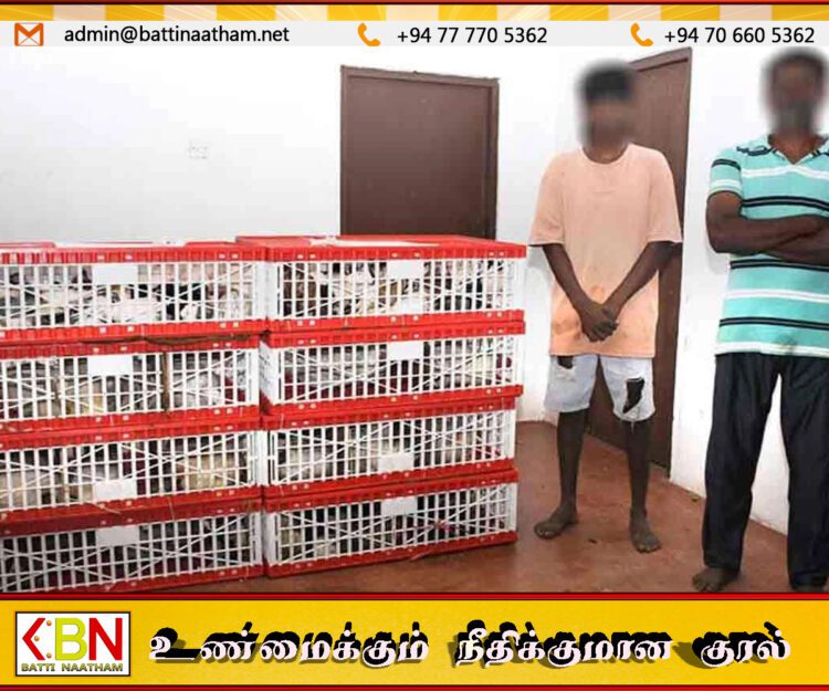 மன்னாரில் 91 சட்டவிரோத பறவைகள் கடத்தல்; 2 பேர் கடற்படையால் கைது