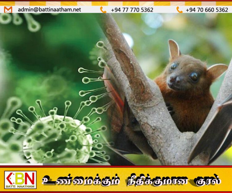 நிபா வைரஸ் அபாயம்; கொழும்பு பல்கலைக்கழகத்தின் வௌவால் ஆராய்ச்சி தொடக்கம்