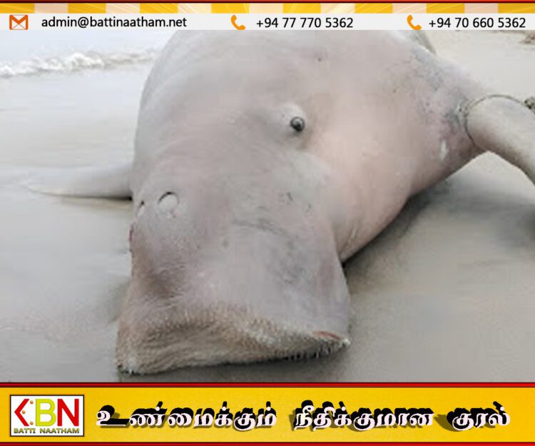 மன்னார் வளைகுடாவில் கரை ஒதுங்கிய அரிய வகை கடல் வாழ் உயிரினமான கடல் பசு