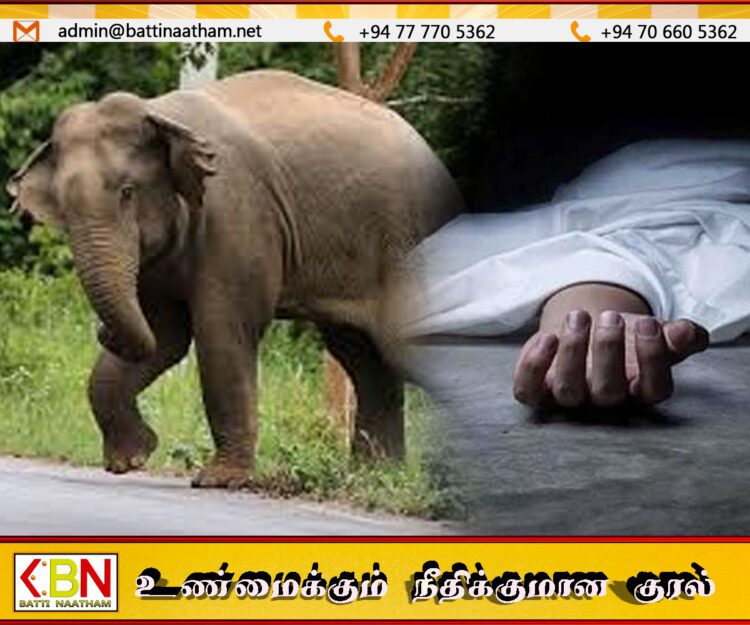கனிச்சியாகல பகுதியில் காட்டு யானை தாக்கி ஒருவர் உயிரிழப்பு